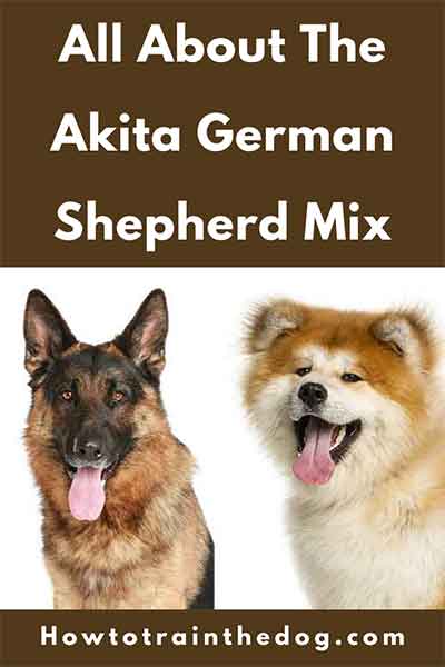 German Shepherd Akita Mix: The Ultimate Guide with Pictures