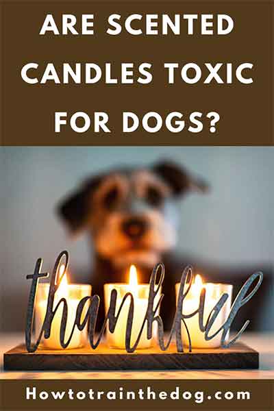 are-scented-candles-toxic-for-dogs
