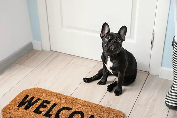 Black French Bulldog waiting near the door