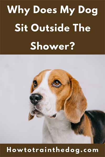 Why Does My Dog Sit Outside The Shower 8 Reasons Tips To Stop The Behavior