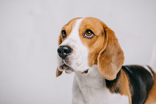 Purebred Beagle Dog