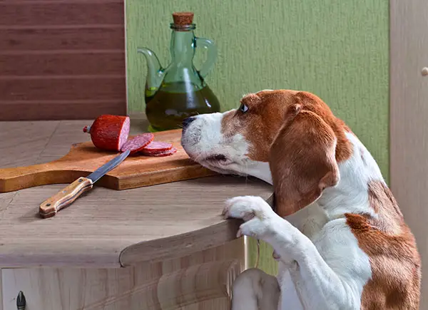 Beagle dog eating salami