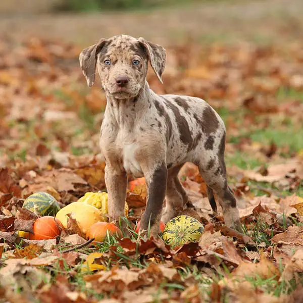 A Complete Guide to the Catahoula German Shepherd Mix (With Pictures)