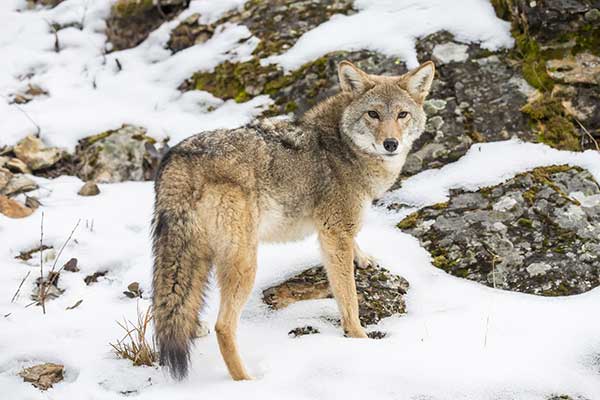 Coyote Dog