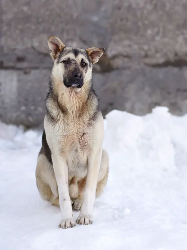 Norwegian Elkhound German Shepherd Dog Sitting on the Snow