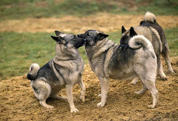 Norwegian Elkhound Dogs
