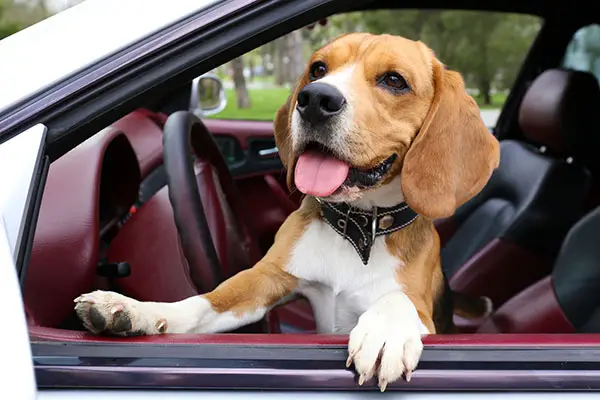 Beagle dog in the car