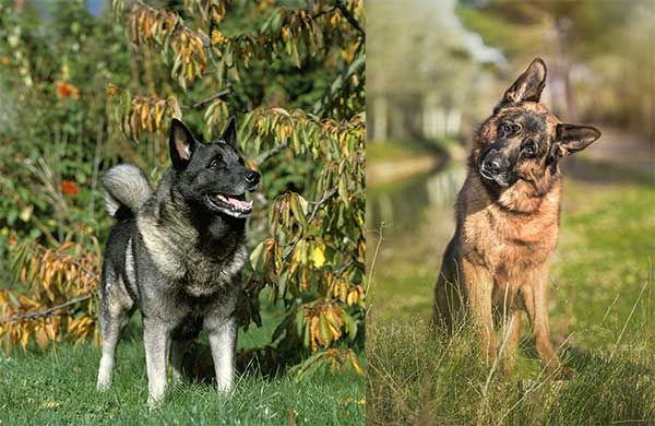 Norwegian Elkhound and German Shepherd Mix