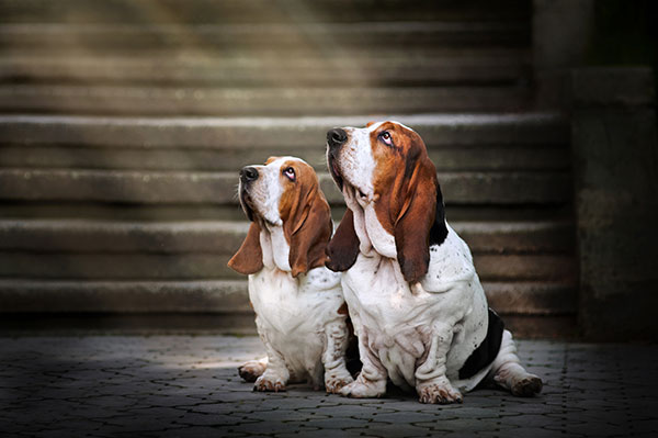 two cute Basset Hound dogs