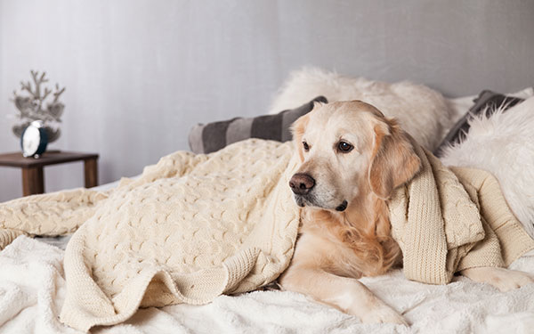 what does it mean when your dog sleeps on your clothes?