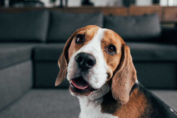 Cute beagle dog looking at the camera
