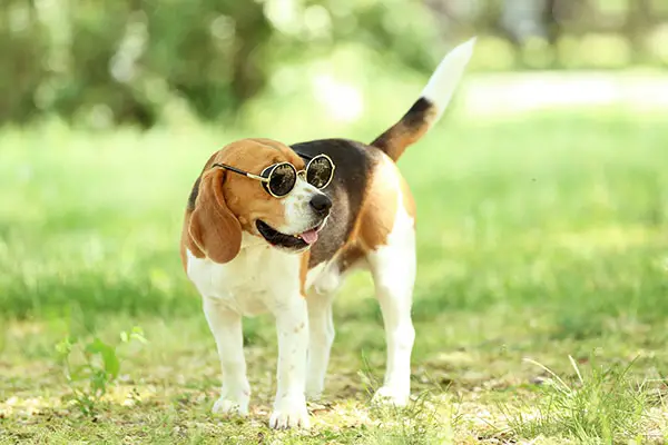 Beagle dog in garden