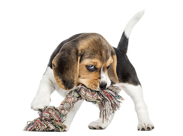 beagle puppy chewing a rope toy