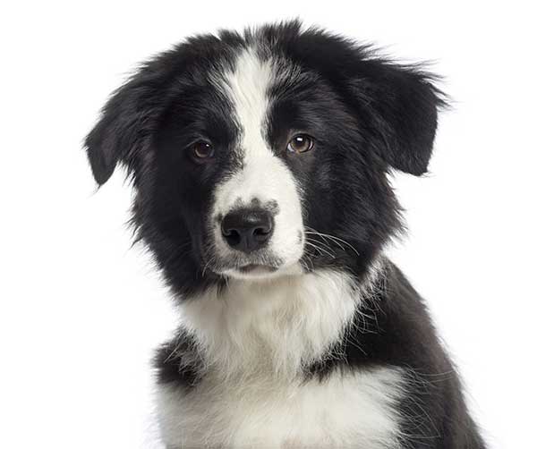 cute border collie puppy