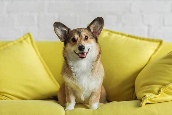 Cute Corgi Laughing