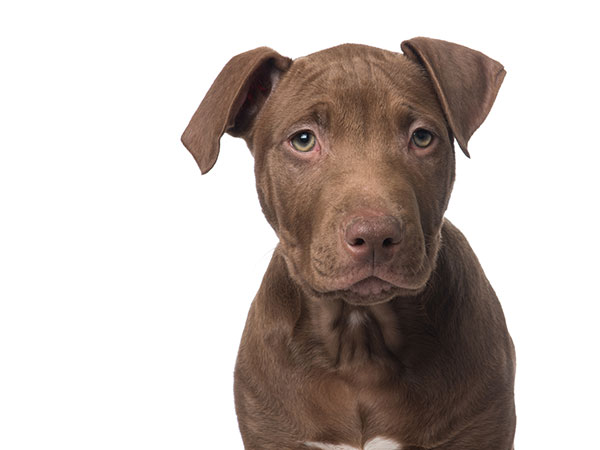 Pitbull dog with green eyes