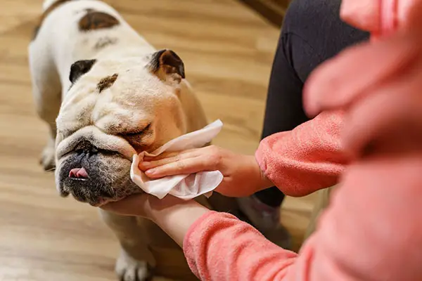 Can You Use Baby Wipes On Dogs?