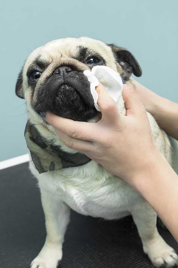 Are Baby Wipes Dangerous to Dogs?
