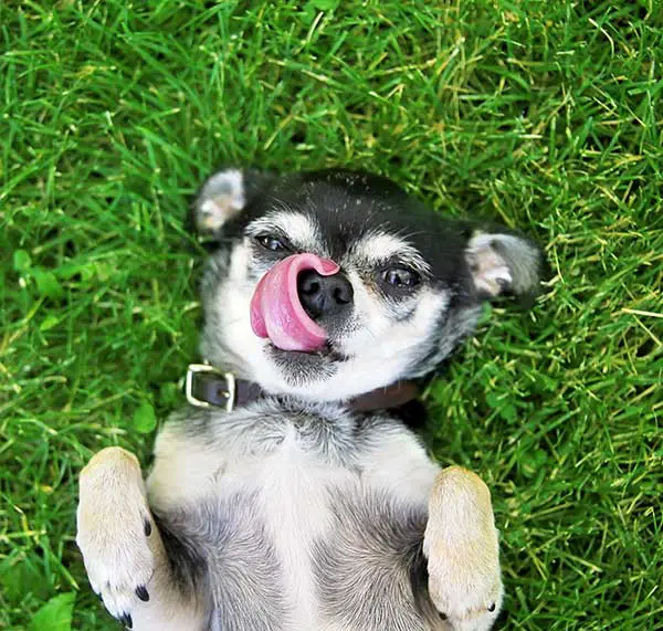 Chihuahua on Green Grass