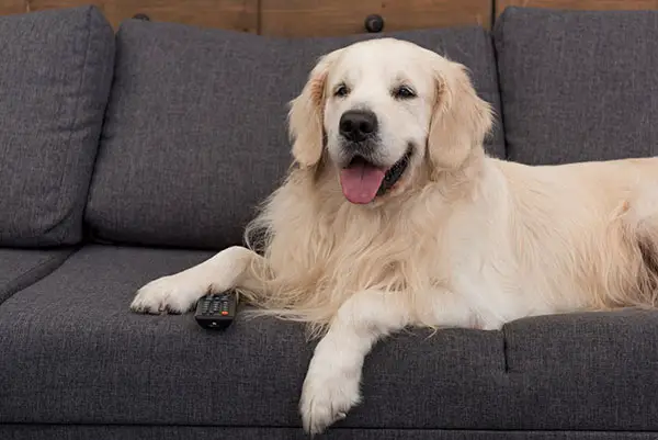 Golden Retriever Dog Watching Tv