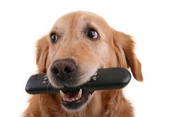 dog with remote control