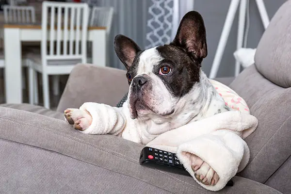 How to Stop a Dog Barking at the TV