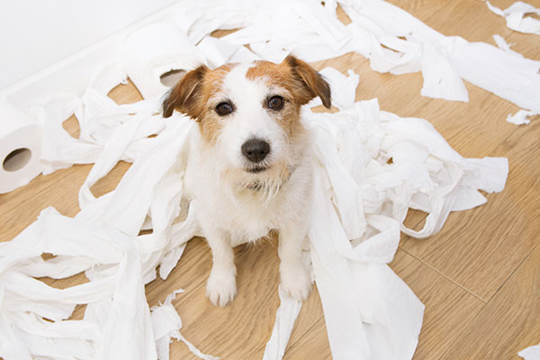 Can a dog die from eating paper towels?
