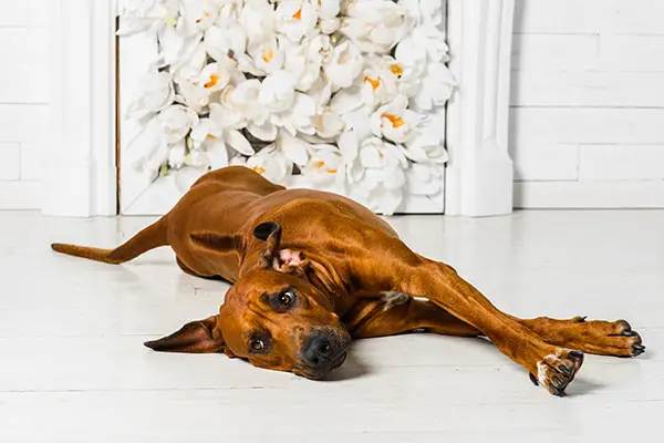 Why Does Your Dog Stretch So Much?