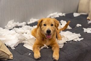 My Dog Ate Paper Towel - What To Do And What Happens Next...