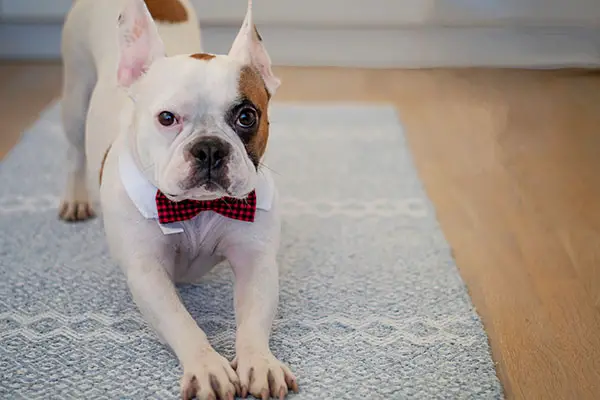 French bulldog stretching