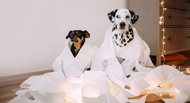 Two dogs made a mess of paper towels