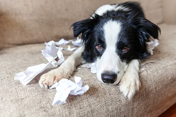 Why Do Dogs Eat Paper Towels?