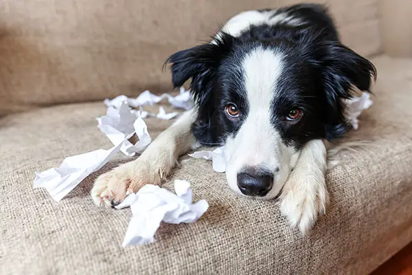 My Dog Ate Paper Towel - What To Do And What Happens Next...