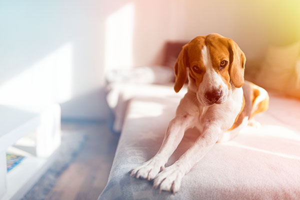 Beagle dog stretching