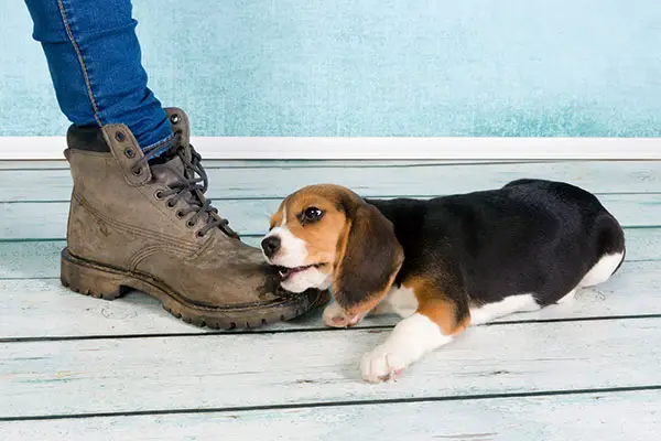 Beagle puppy biting owner's foot