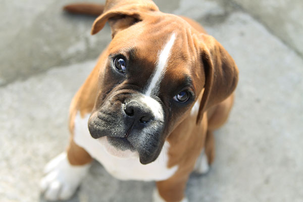 Boxer dog Looking at the camera