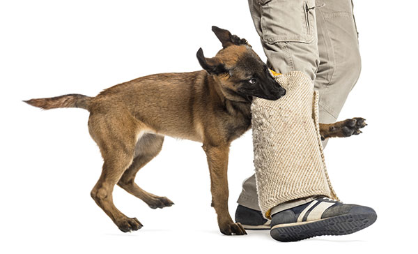 How to Stop Your Dog from Biting Your Feet?