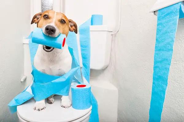 dog on a toilet seat playing with toilet paper