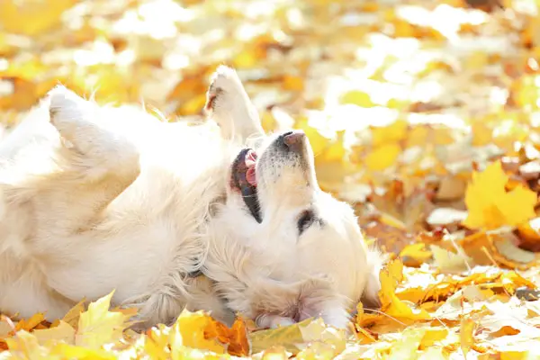 funny Labrador retriever dog