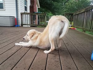 What Should I Do If I Find My Dog Stretching A Lot?