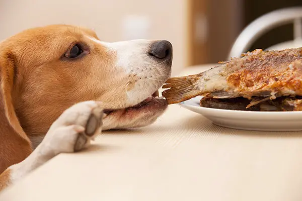 My Dog Ate Fish Bone - Will He Be Ok? (Important Facts)