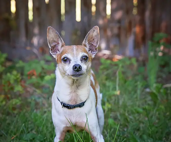 rat terrier dog