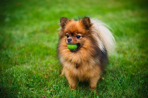 cute Pomeranian dog in park
