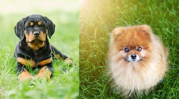 what is the life span of rottweiler pomeranian