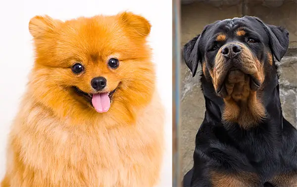 what does a Pomeranian Rottweiler Mix look like?