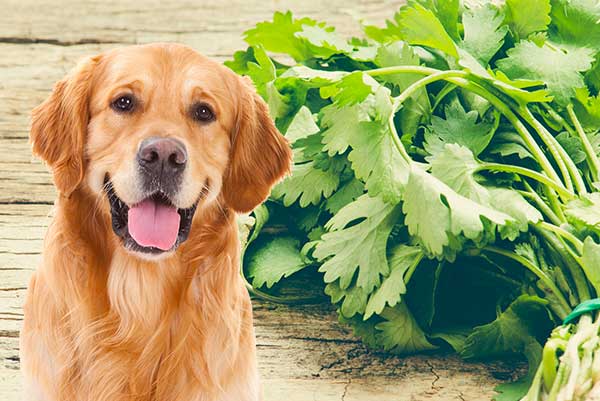 Can Dogs Eat Cilantro?