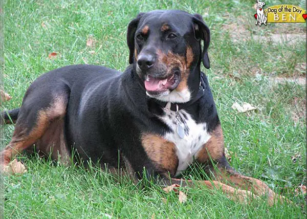 Dalmatian Mixed with Rottweiler