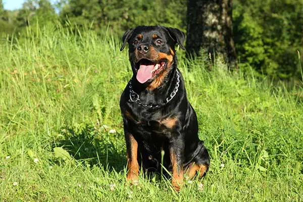 Rottweiler dog sitting on green grass 