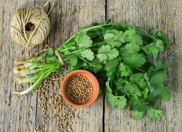 How to Feed Your Dog Cilantro?