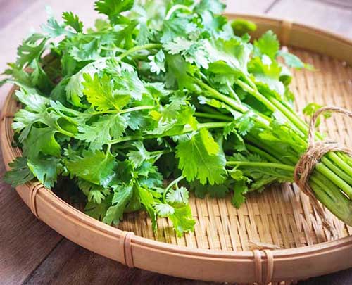 Cilantro Health Benefits For Dogs